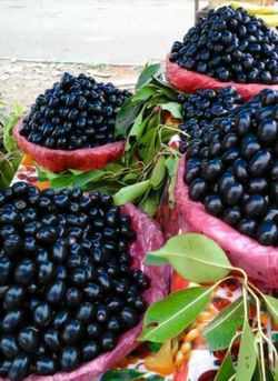 jamun ,  African Java plum Want mango tree. Will trade for 4 ft African Java plum tree