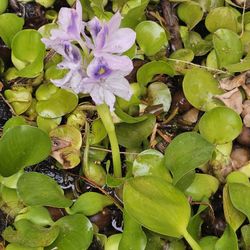Pond Plants / Water Hyacinth 🪻 