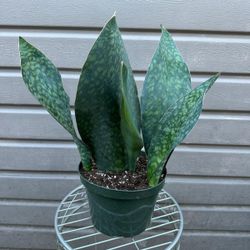 8” whale fine sansiveria