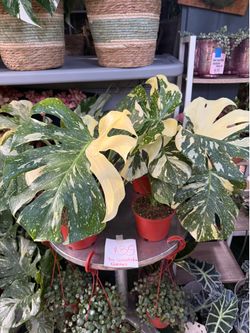 Plants (6”pot🌿Monstera Thai Constellation)