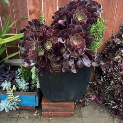 Echeveria Plant And  Four More Succulents 