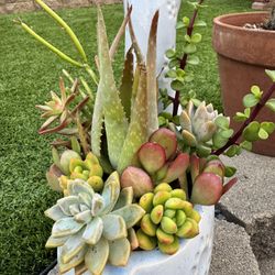 Llama Succulent