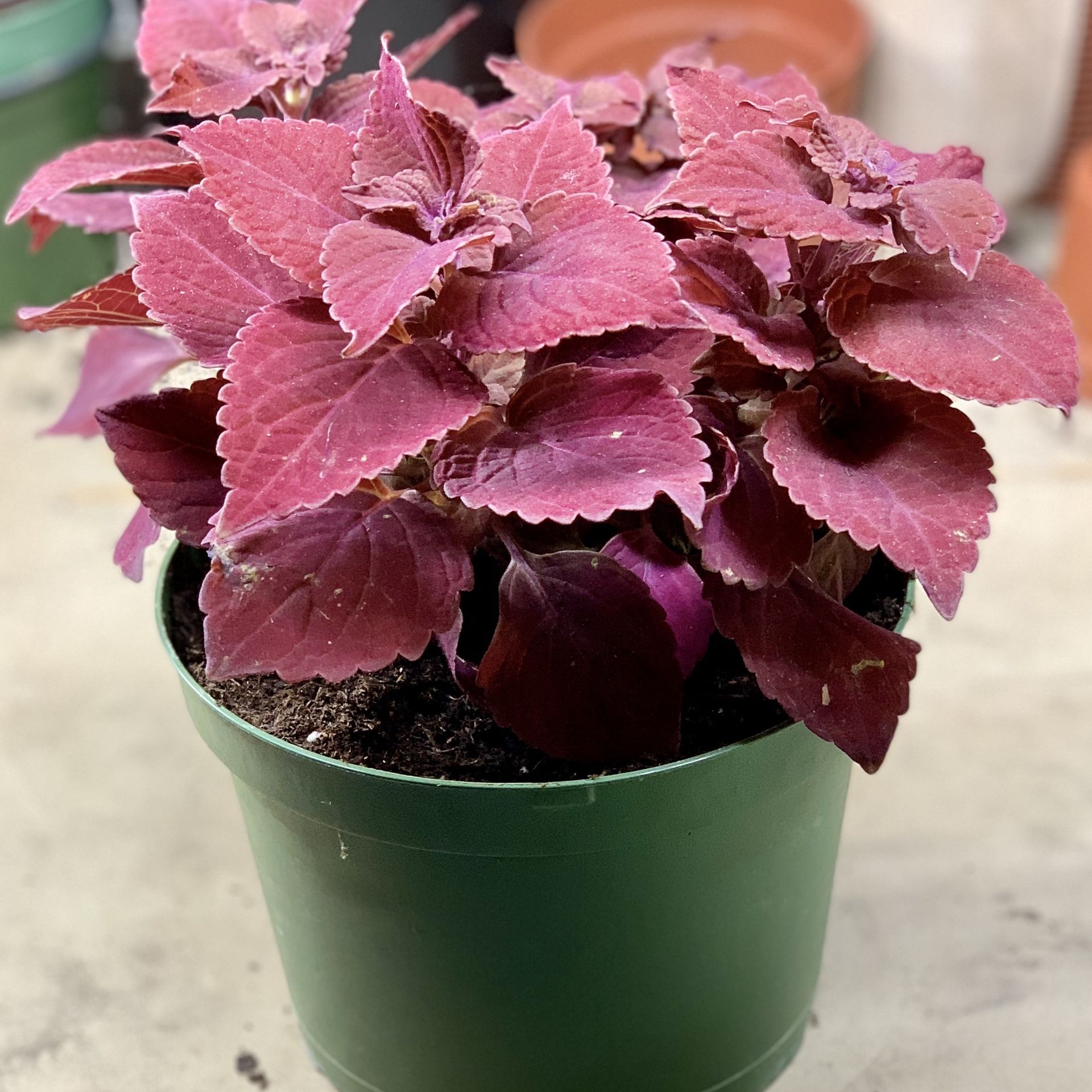 Coleus Live Plant