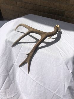 Real DEER ANTLER!