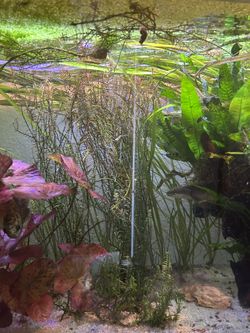 Aquarium Plants
