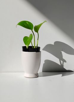 Lush Trailing High Variegation Pothos Money Plant/ Indoor Plant/ House Plant/ Flower patio garden