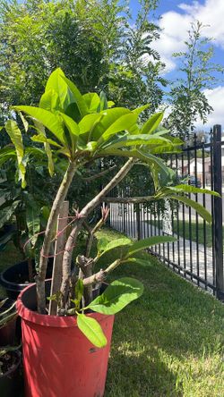 plumeria roja 45 en bote de 15 galones