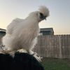 Wag