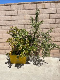 Big plant