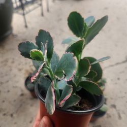 pink lady kalanchoe  plant