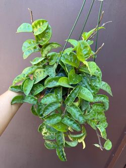 6” hoya krinkle splash