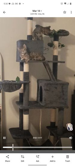 82 inch cat tree