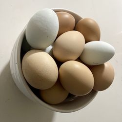 Backyard Unwashed  Eggs  $6/dozen