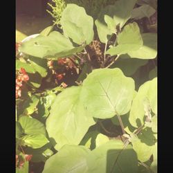 Japanese Ichiban Eggplant Seedling Plants 1 Gallon