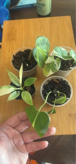 Plant bundles