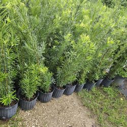 clusias así sizes available 2 feet 3 feet 4 feet 5 feet 6 feet 7 feet 8 feet 9 feetand up