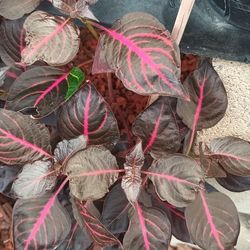 Bloodleaf  Indoor And Outdoor Plants .