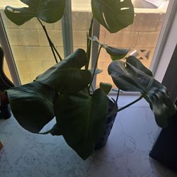  monsteria  Plant 