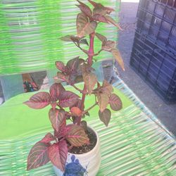 Beautiful Blood Plant Change 2 Color In Ceramic Pot