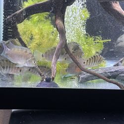 Fish Tank Accessories 