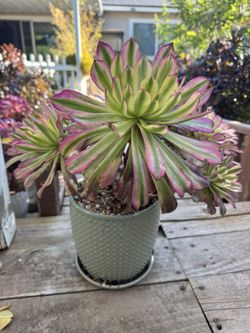Korean Succulent Plant 