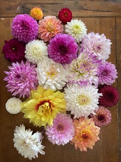 Dahlias