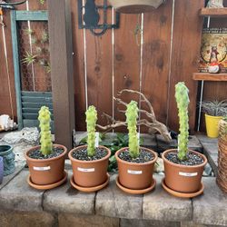 “Boobie Cactus” Myrtillocactus Geometrizans