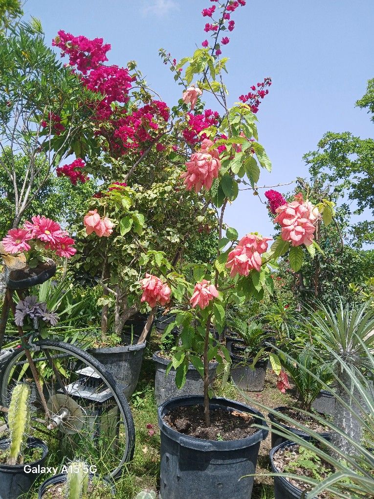Mussaenda Trees On Sale $85