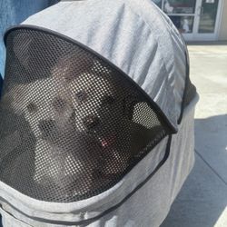 Dog stroller 