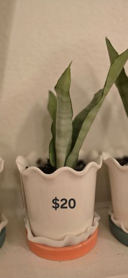 Moonshine Snake Plant