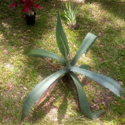 Blue Agaves