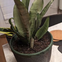 Snake Plant Moonshine (Rare Variety)