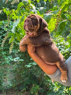 Chocolate Tri Female 🤎🐾