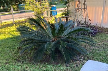 Large Sago Palm Plant - You dig