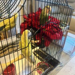  Bird Cage For Sale 