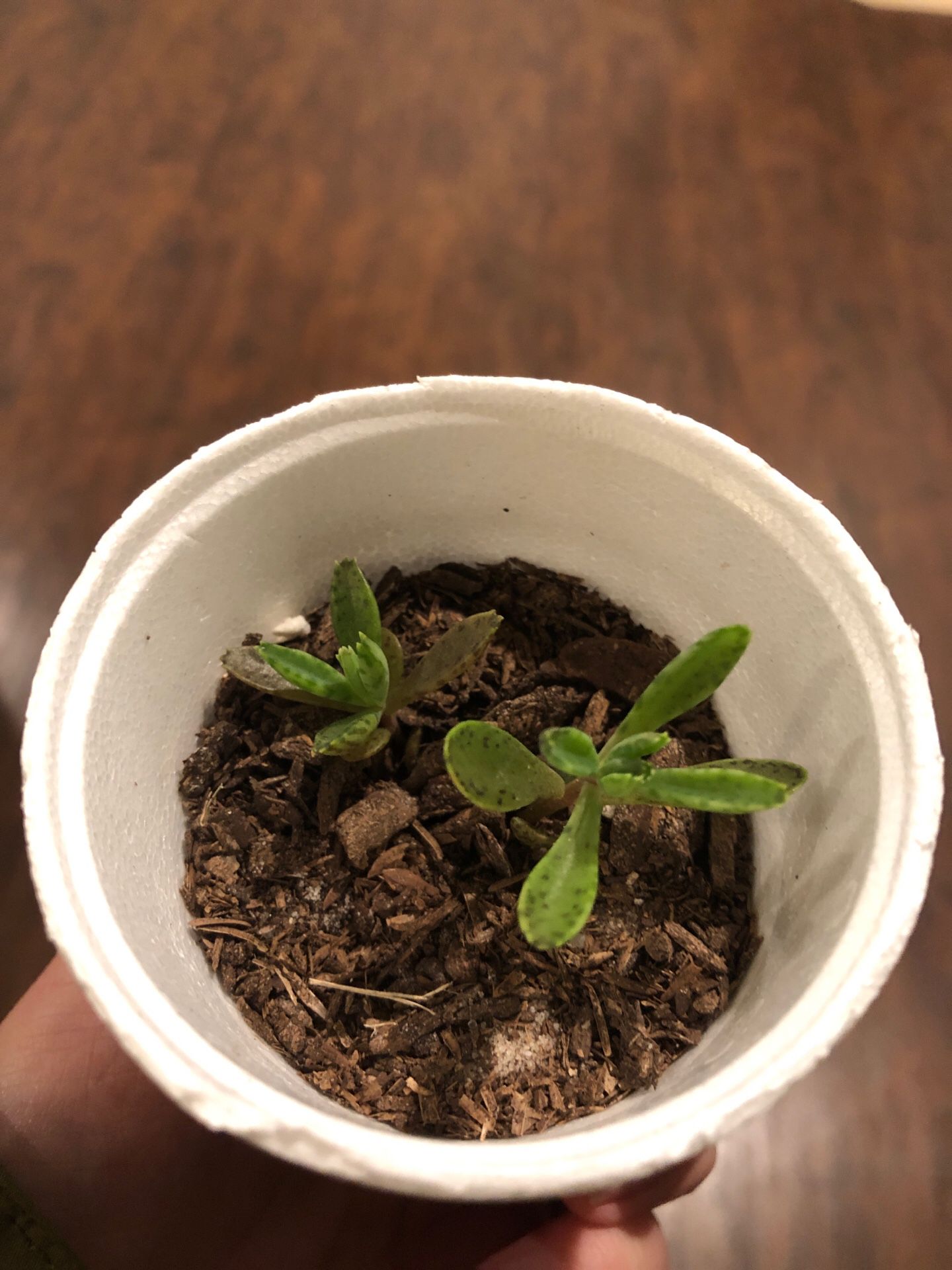 Baby live succulents
