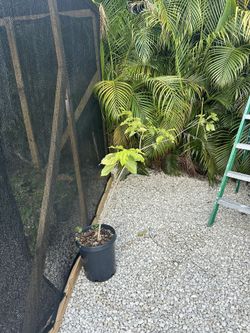 Peanut Butter Fruit Tree -7g