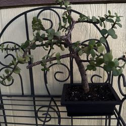 Jade Bonsai