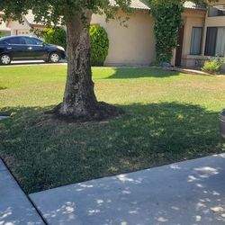 Yard Cuts