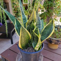 Black Gold Snake Plant 5-6 Plants Each Pot