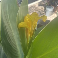 Canna Lilys Plants (different Prices)