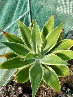 Variegated Foxtail Agave