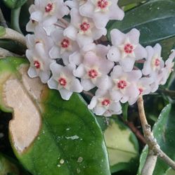 Hoya Plant 