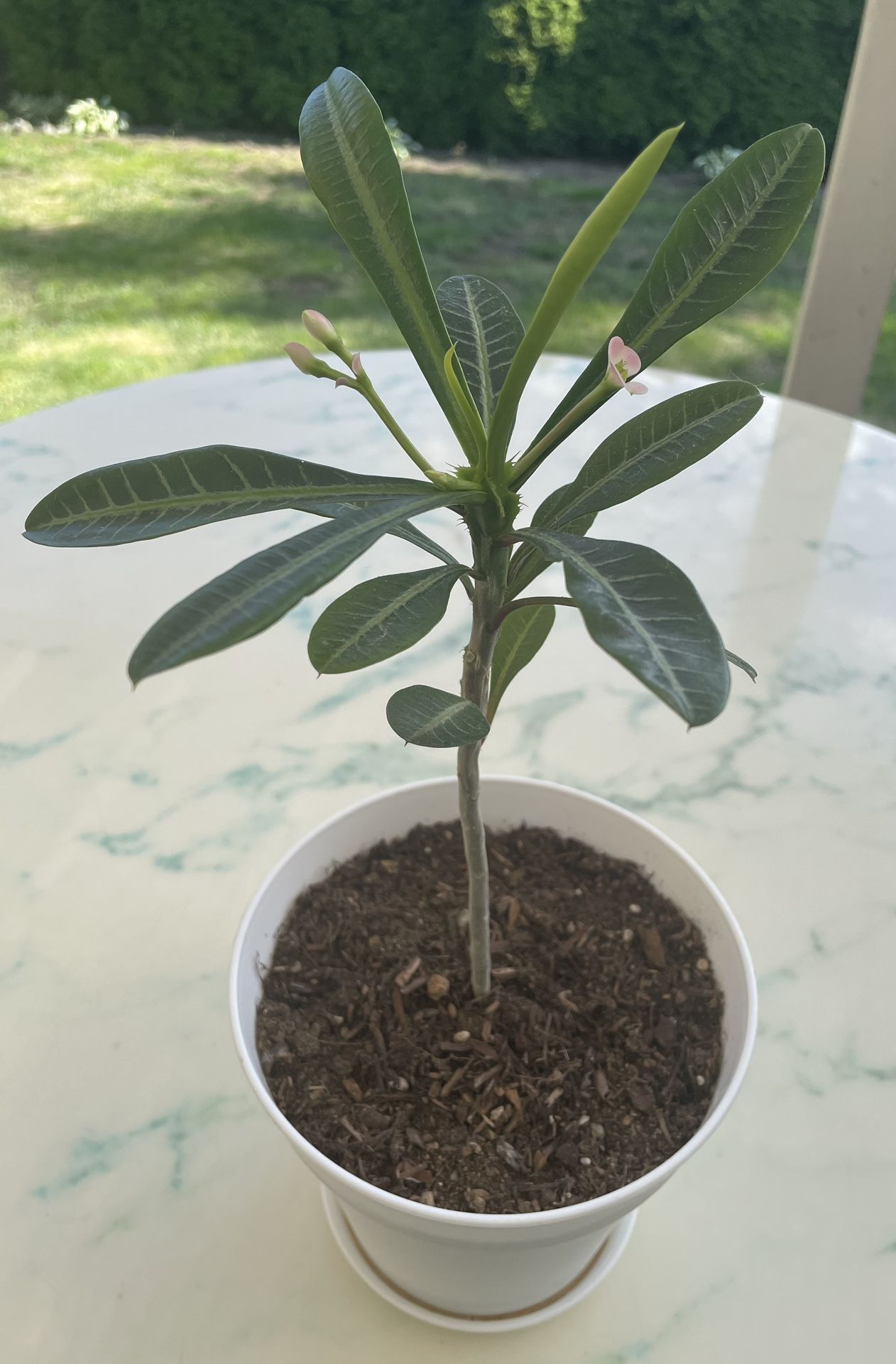 The Madagascar Palm Tree ‘Pachypodium Lamerei’ (Out/In Door Life Plant)