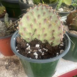 Purple Cactus 🌵 