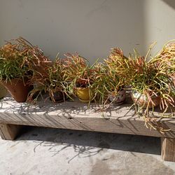 Fire stick Plants With Outdoor Wooden Plant Stand 