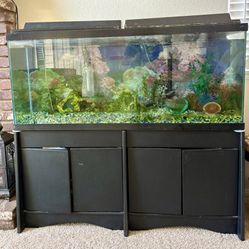 60 Gallons Fish Tank