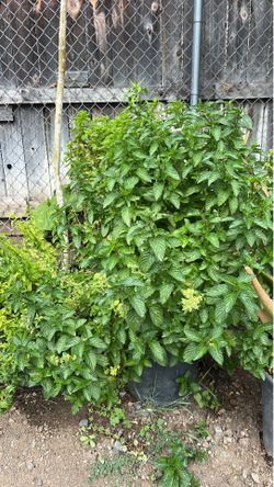 🌿 Yerbabuena (Mint) Plants for Sale / Plantas de Yerbabuena en Venta 🌿