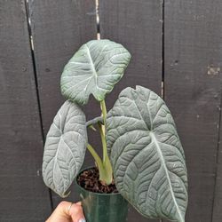 Alocasia Maharani Grey Dragon Plant 4" Pot - Indoor House Plants 
