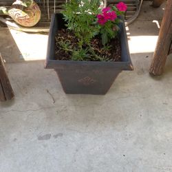 Beautiful Plants And Planter 